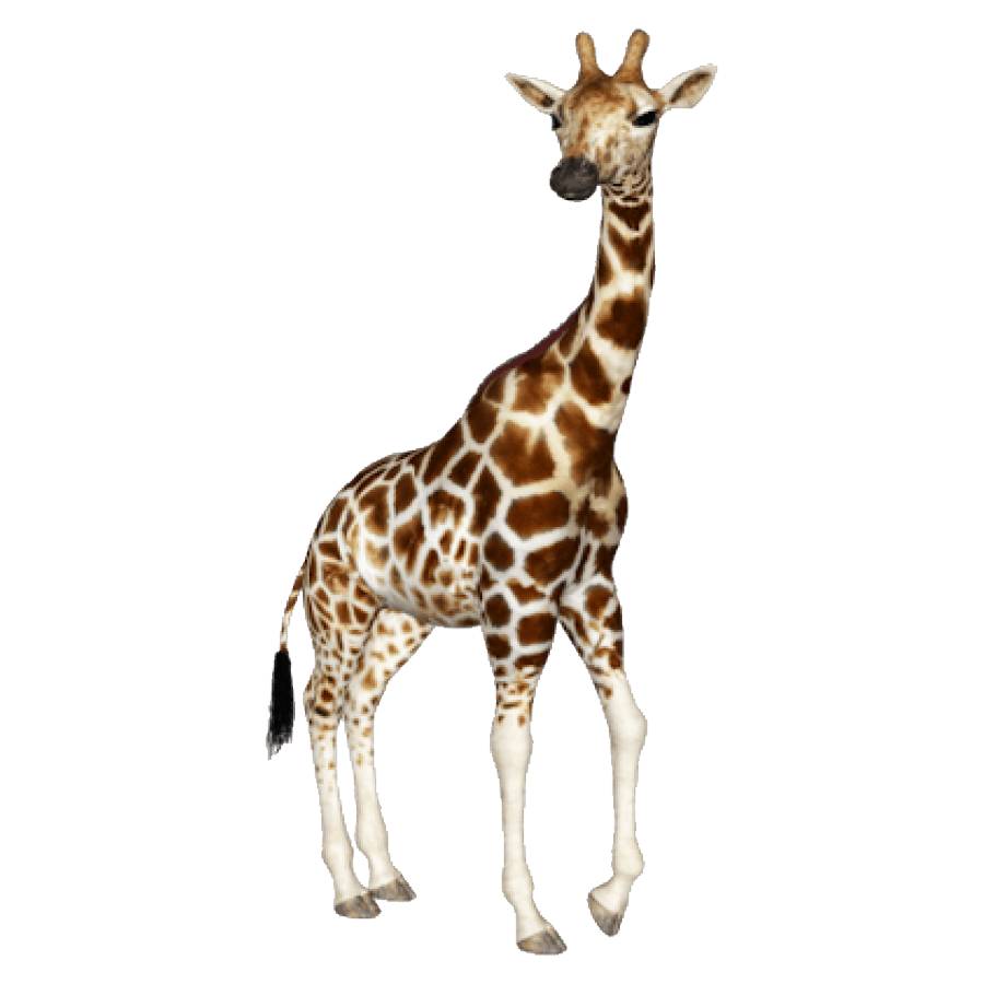 Giraffe Transparent Clipart