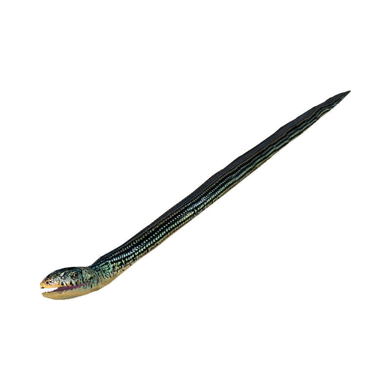 Glass Lizard Transparent Image