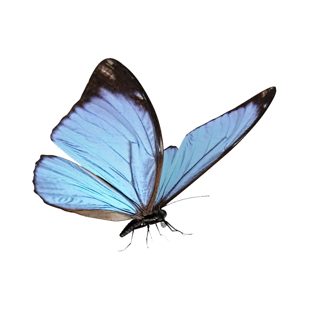 Glasswing Butterfly  Transparent Image