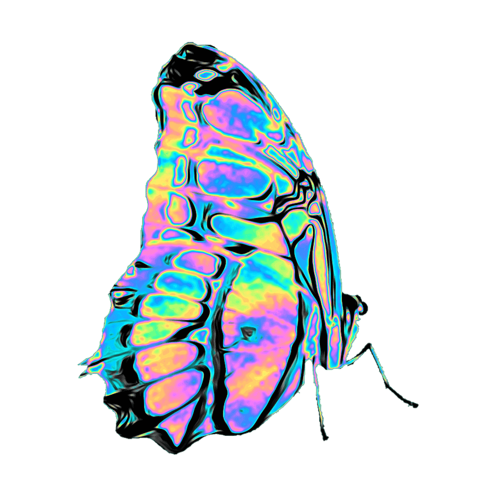Glasswing Butterfly Transparent Picture