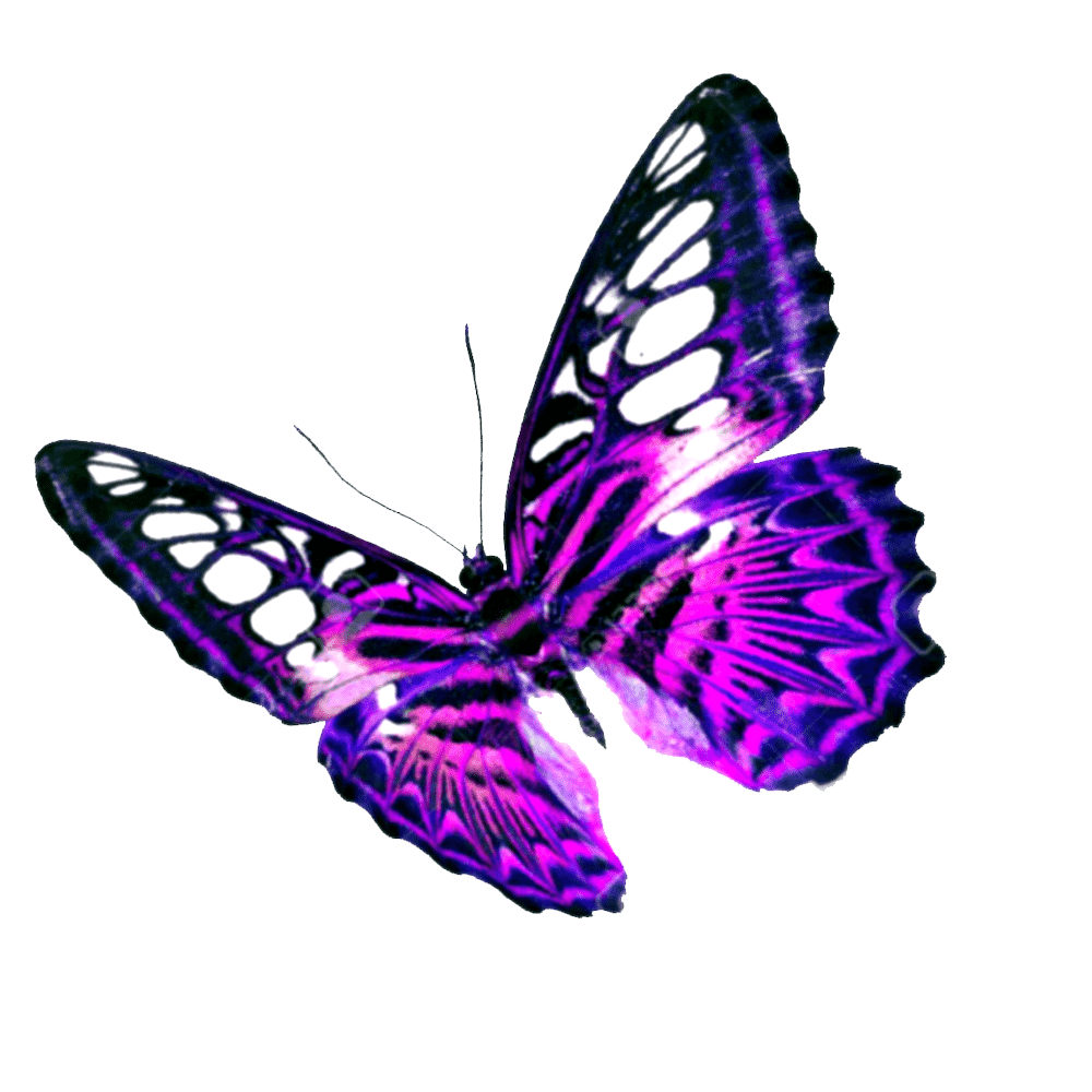 Glasswing Butterfly  Transparent Clipart