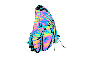 Glasswing Butterfly PNG