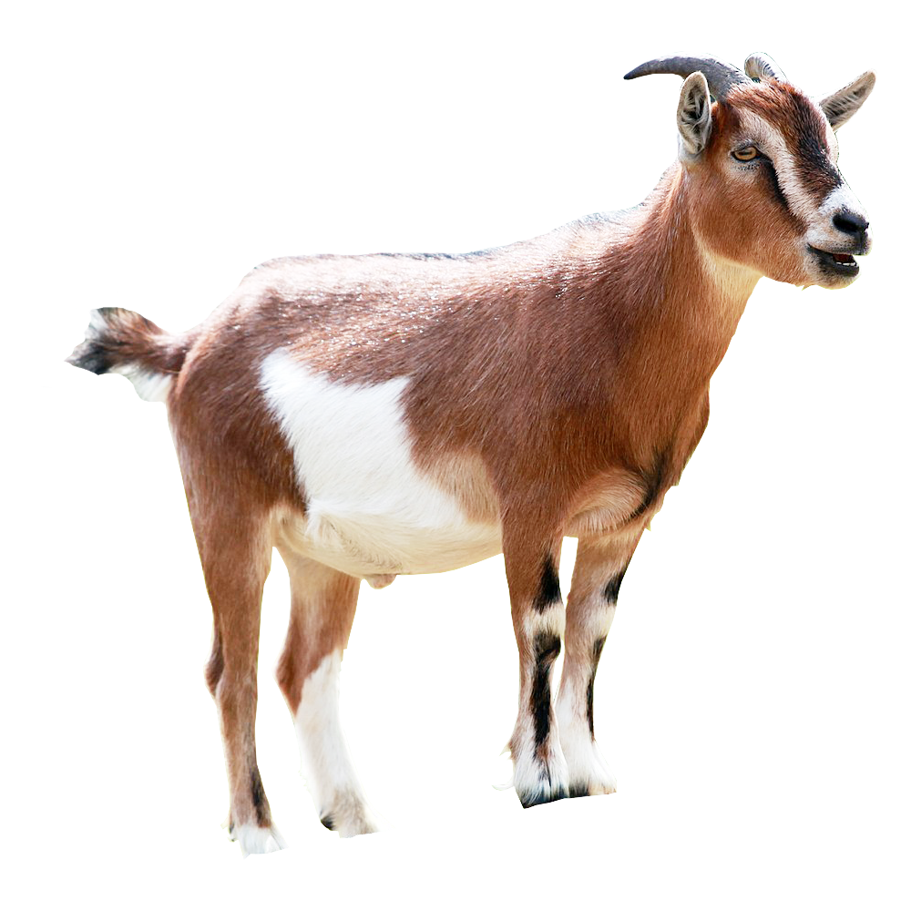Goat Transparent Photo