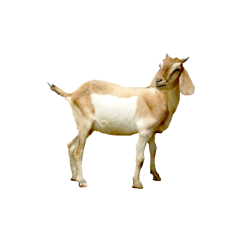 Goat Transparent Clipart
