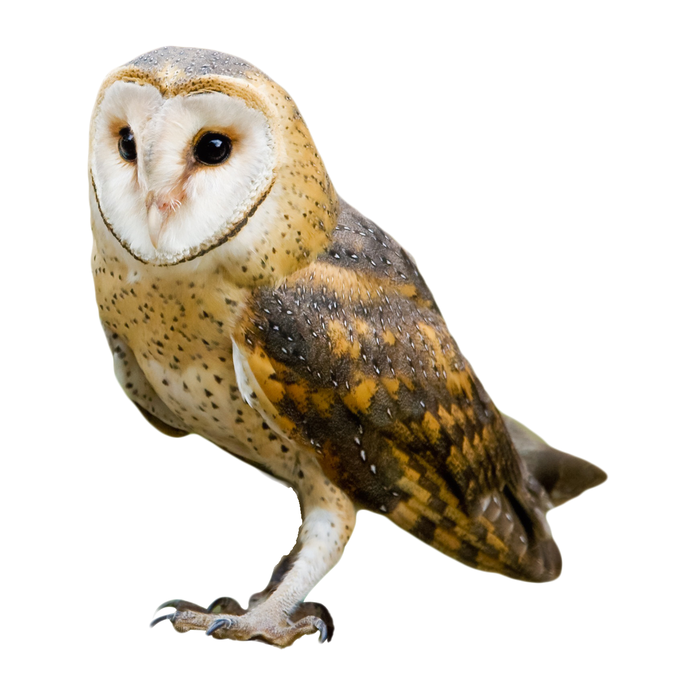 Golden Masked Owl Transparent Photo