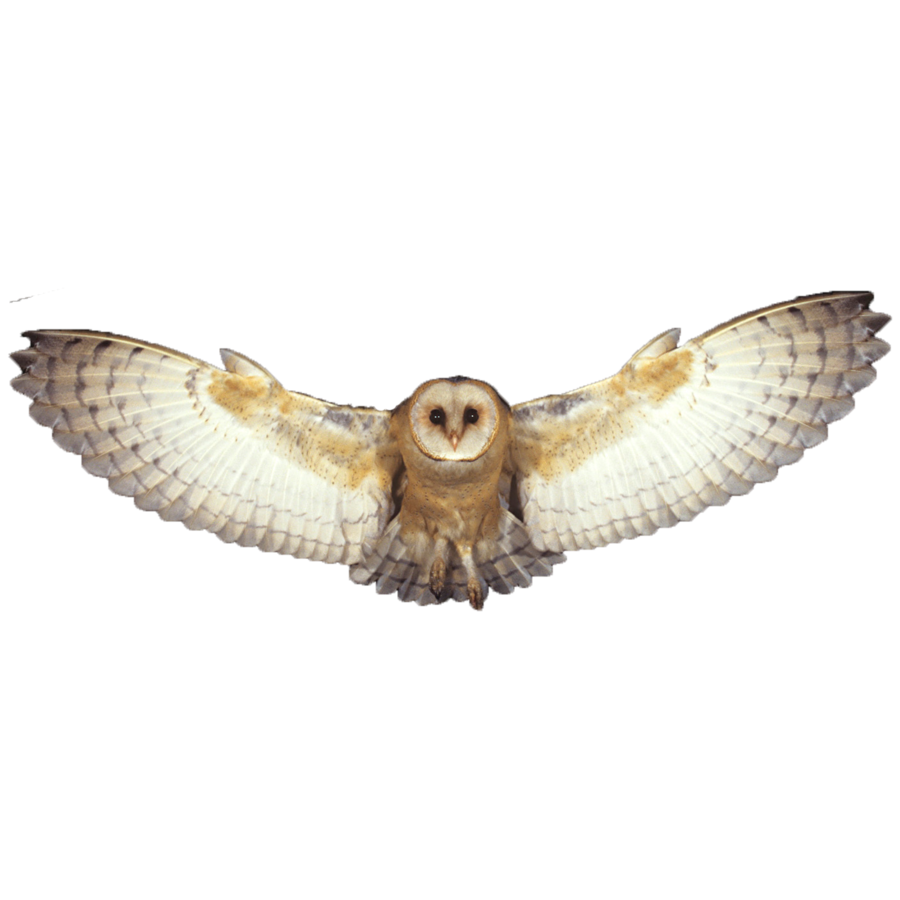 Golden Masked Owl Transparent Picture