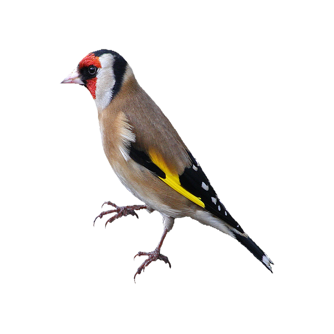 Goldfinch Transparent Picture