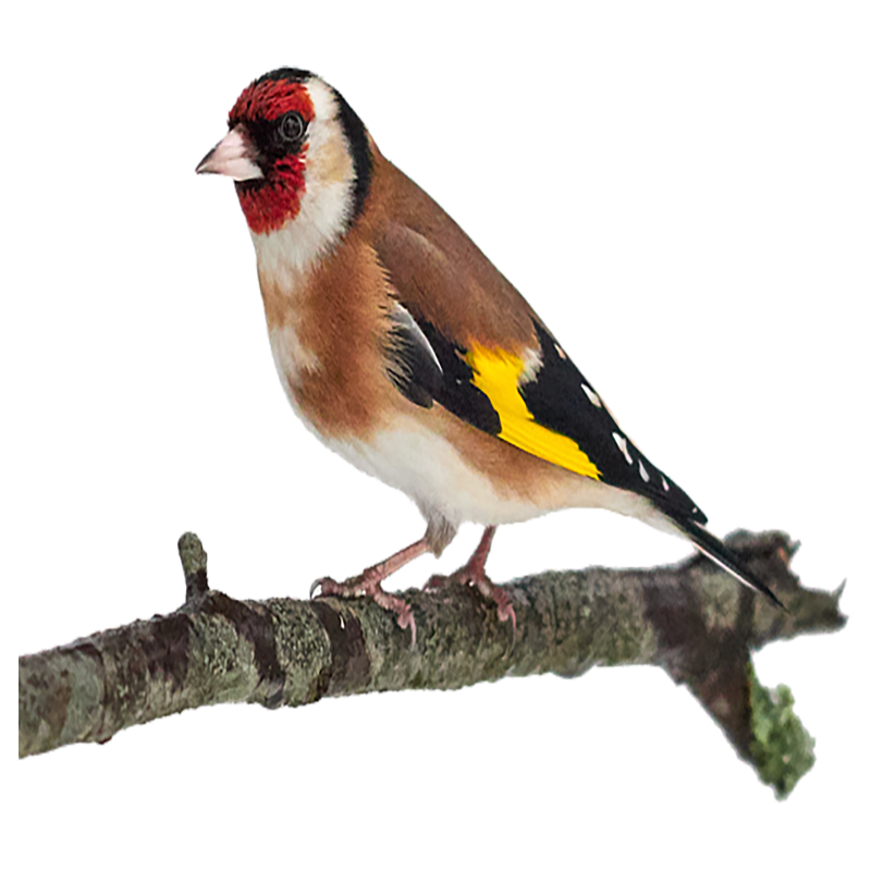 Goldfinch Transparent Clipart