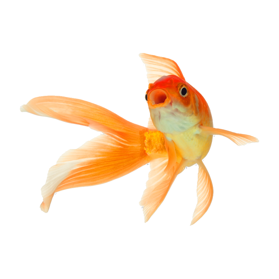 Goldfish Transparent Photo