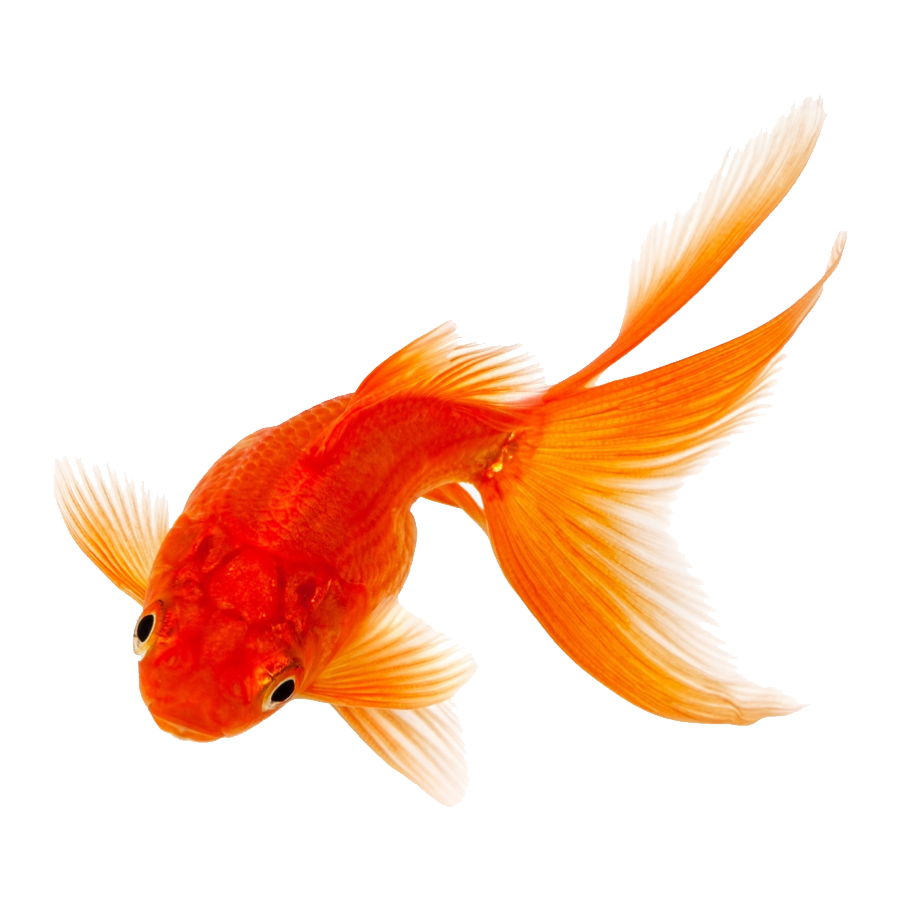 Goldfish Transparent Picture