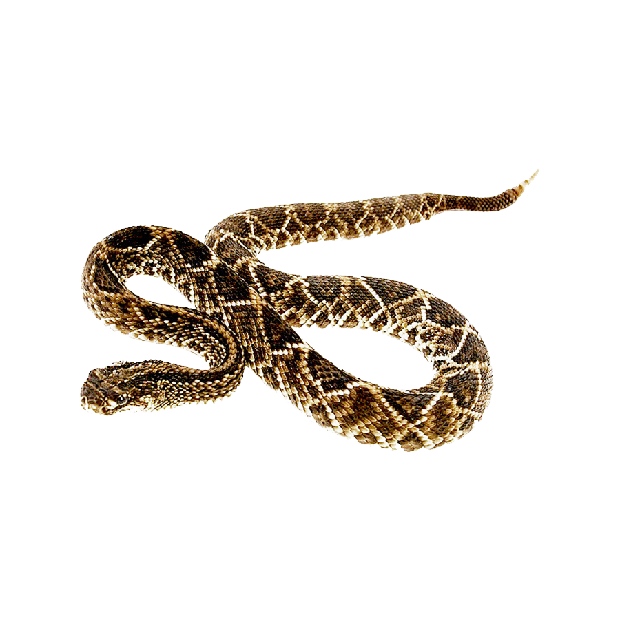 Gopher Snake Transparent Photo
