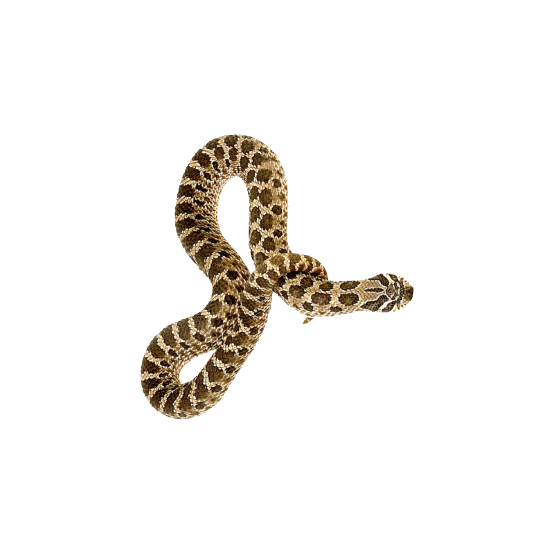 Gopher Snake Transparent Picture