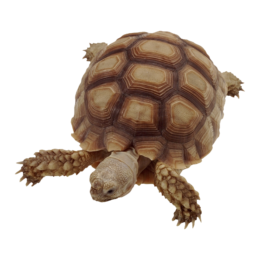 Gopher Tortoise Transparent Picture