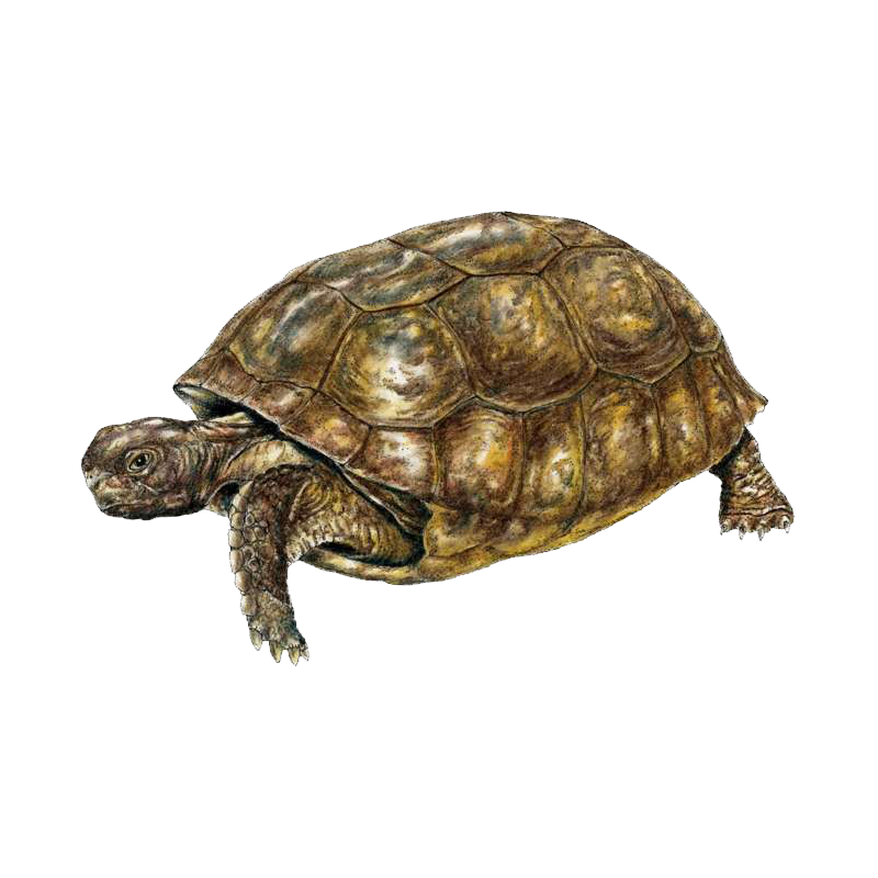 Gopher Tortoise Transparent Clipart
