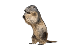 Gopher PNG
