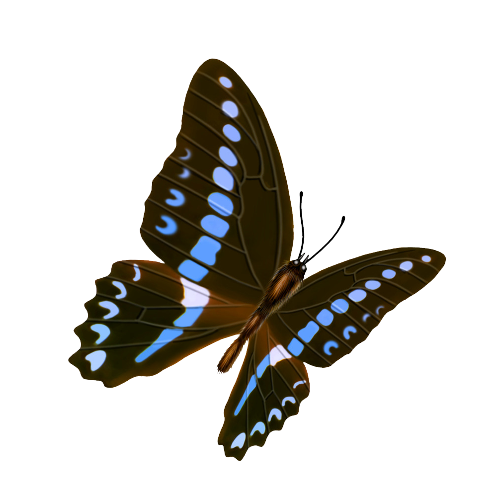 Gossamer Winged Butterfly  Transparent Image
