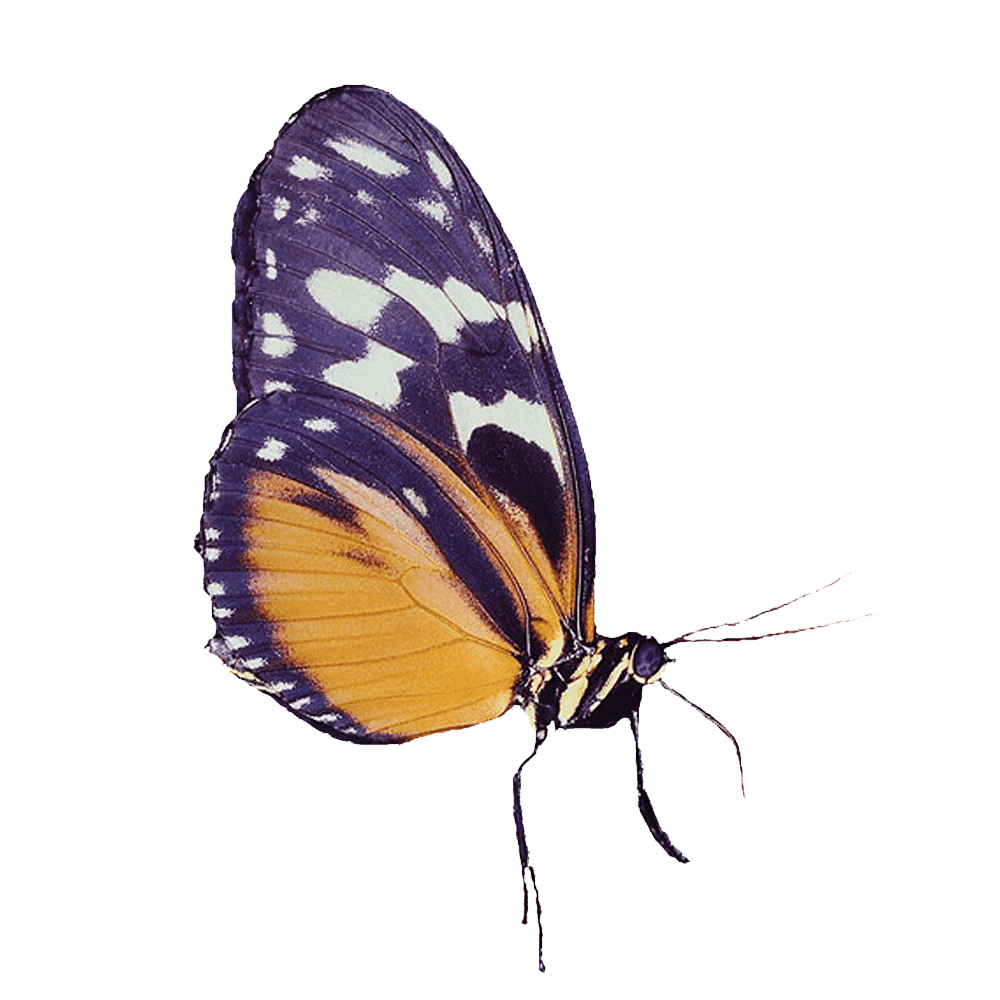 Gossamer Winged Butterfly  Transparent Photo