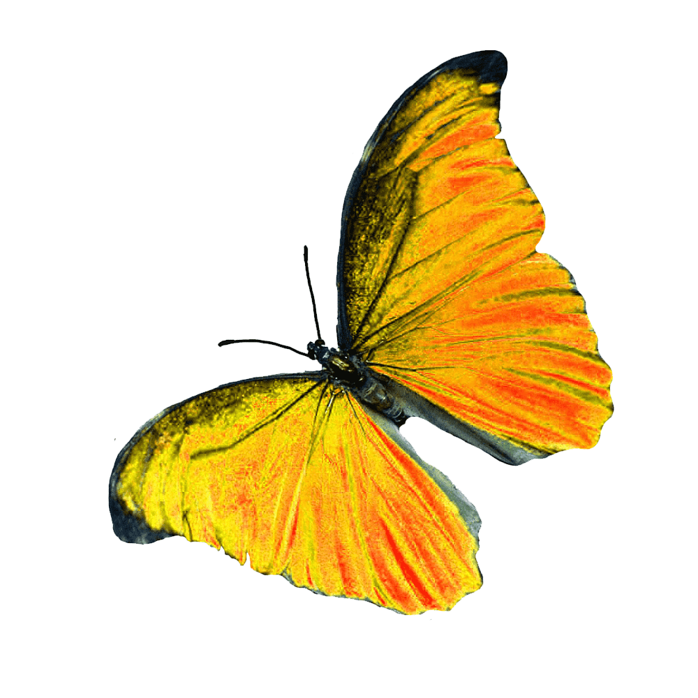Gossamer Winged Butterfly Transparent Picture