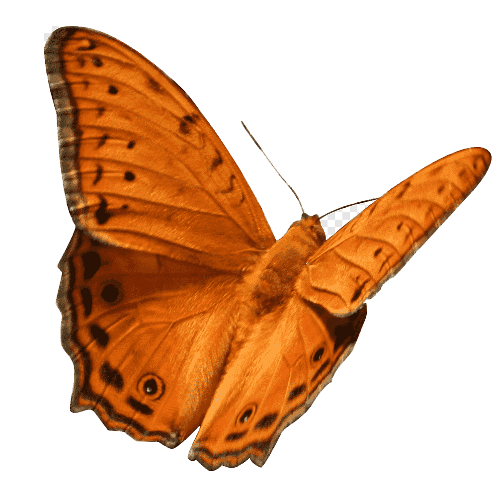Gossamer Winged Butterfly  Transparent Clipart
