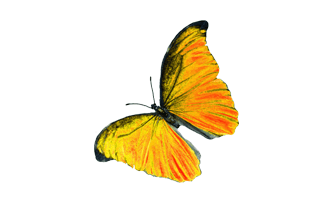 Gossamer Winged Butterfly PNG