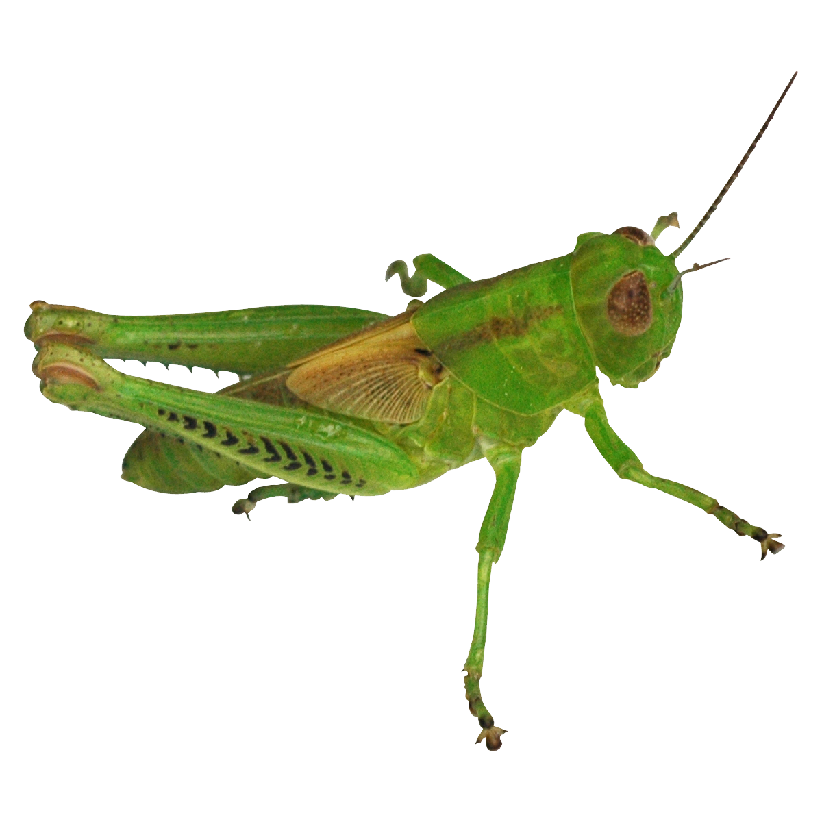 Grasshopper Transparent Picture