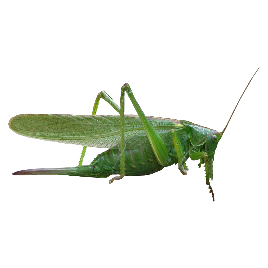 Grasshopper Transparent Gallery