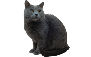 Gray Cat PNG