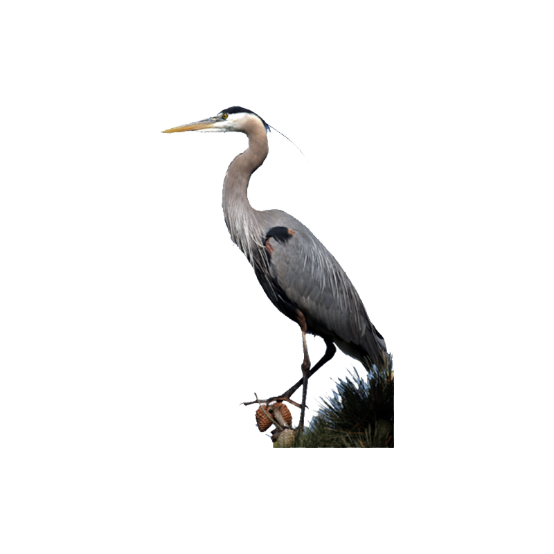 Great Blue Heron Transparent Picture