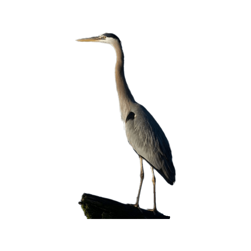 Great Blue Heron Transparent Gallery