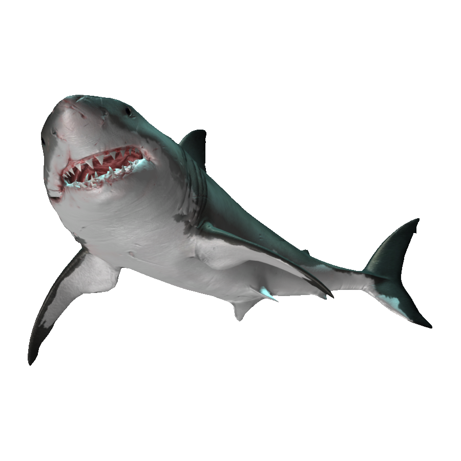 Great White Shark Transparent Image