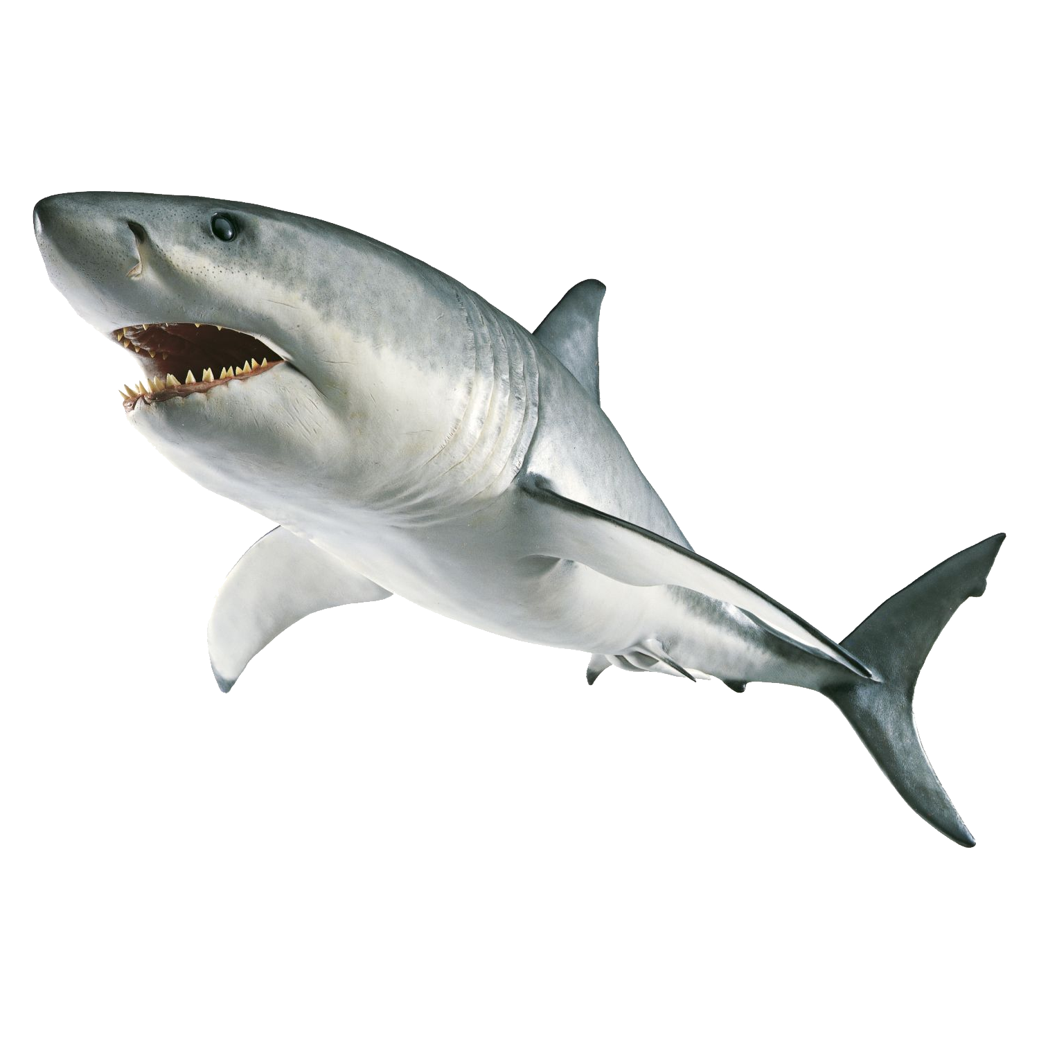 Great White Shark Transparent Picture