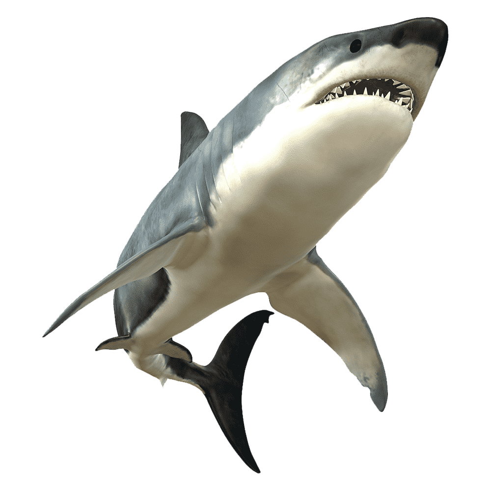 Great White Shark Transparent Clipart