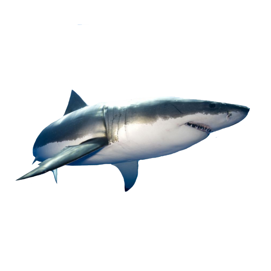 Great White Shark Transparent Gallery
