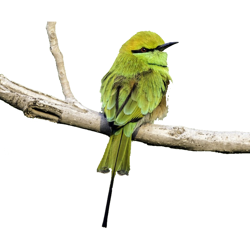 Green Bee Eater Transparent Clipart