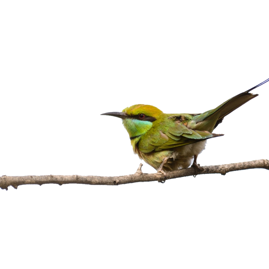 Green Bee Eater Transparent Gallery