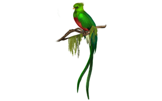 Green Bird PNG