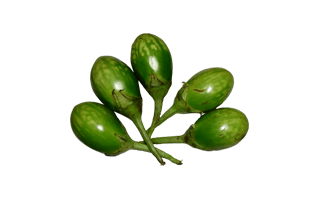 Green Brinjal PNG
