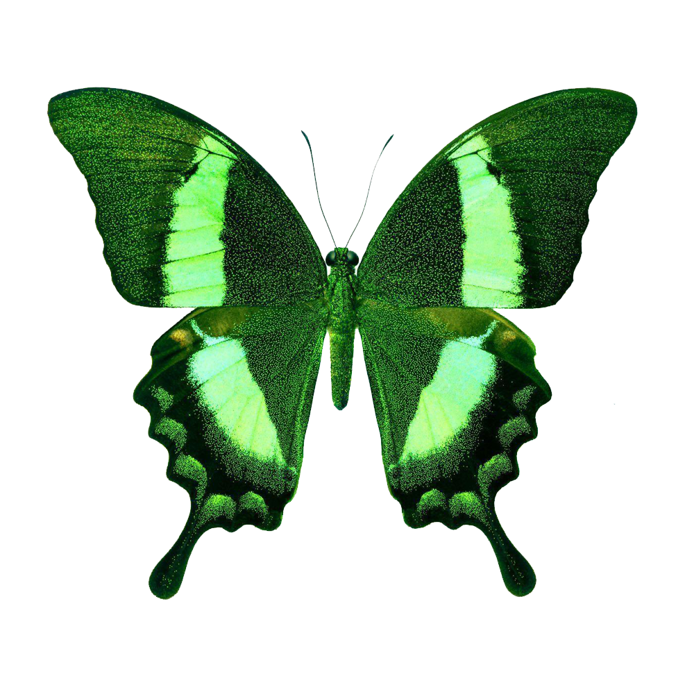 Green Butterfly Transparent Photo