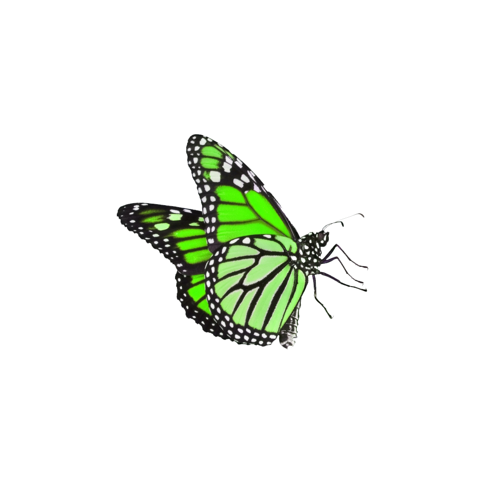 Green Butterfly Transparent Gallery