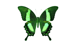 Green Butterfly PNG
