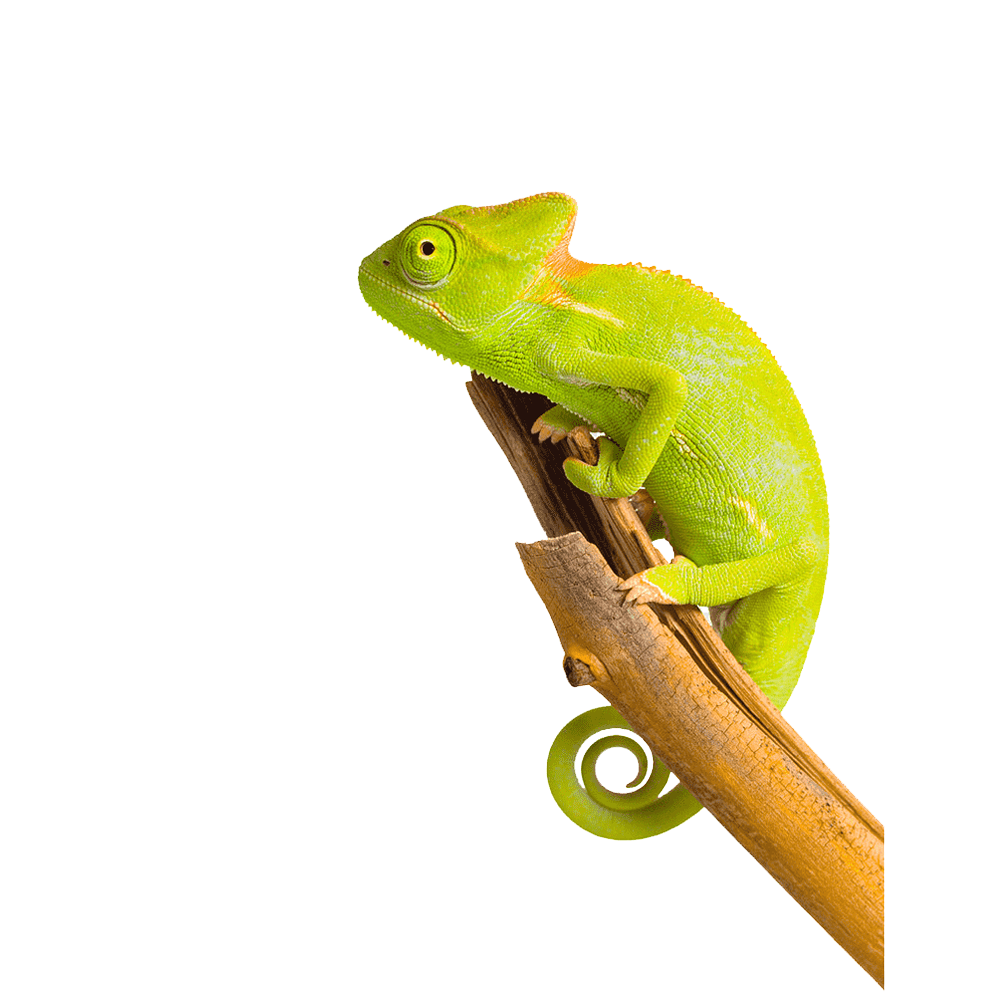 Green Chameleon Transparent Image