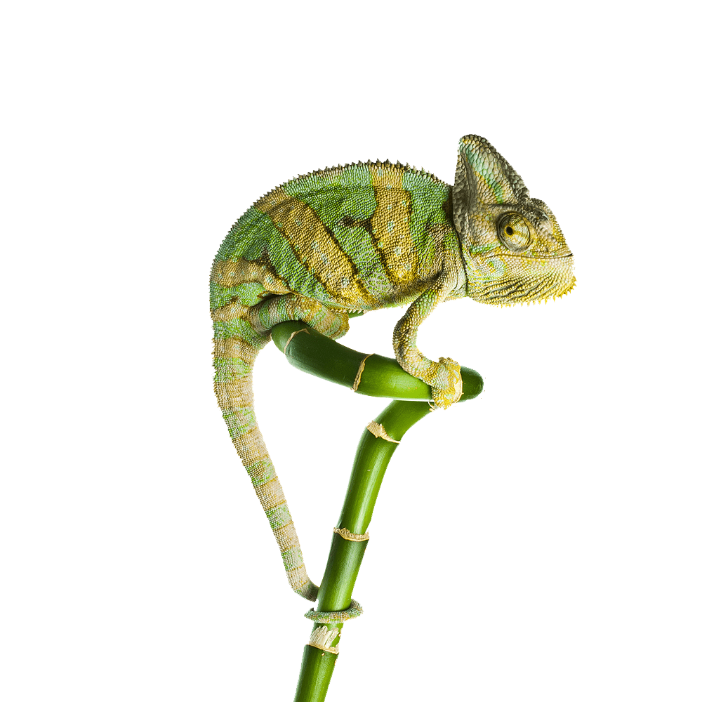 Green Chameleon Transparent Photo
