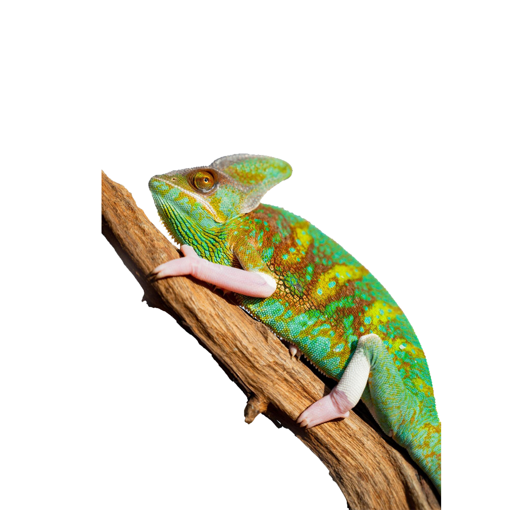 Green Chameleon Transparent Picture