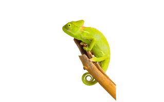 Green Chameleon PNG