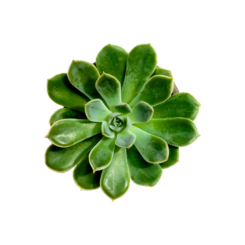 Green Echeveria Transparent Picture