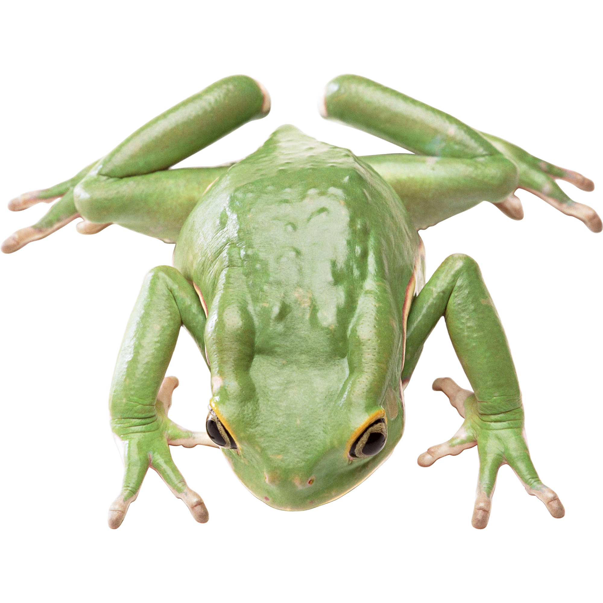 Green Frog  Transparent Image