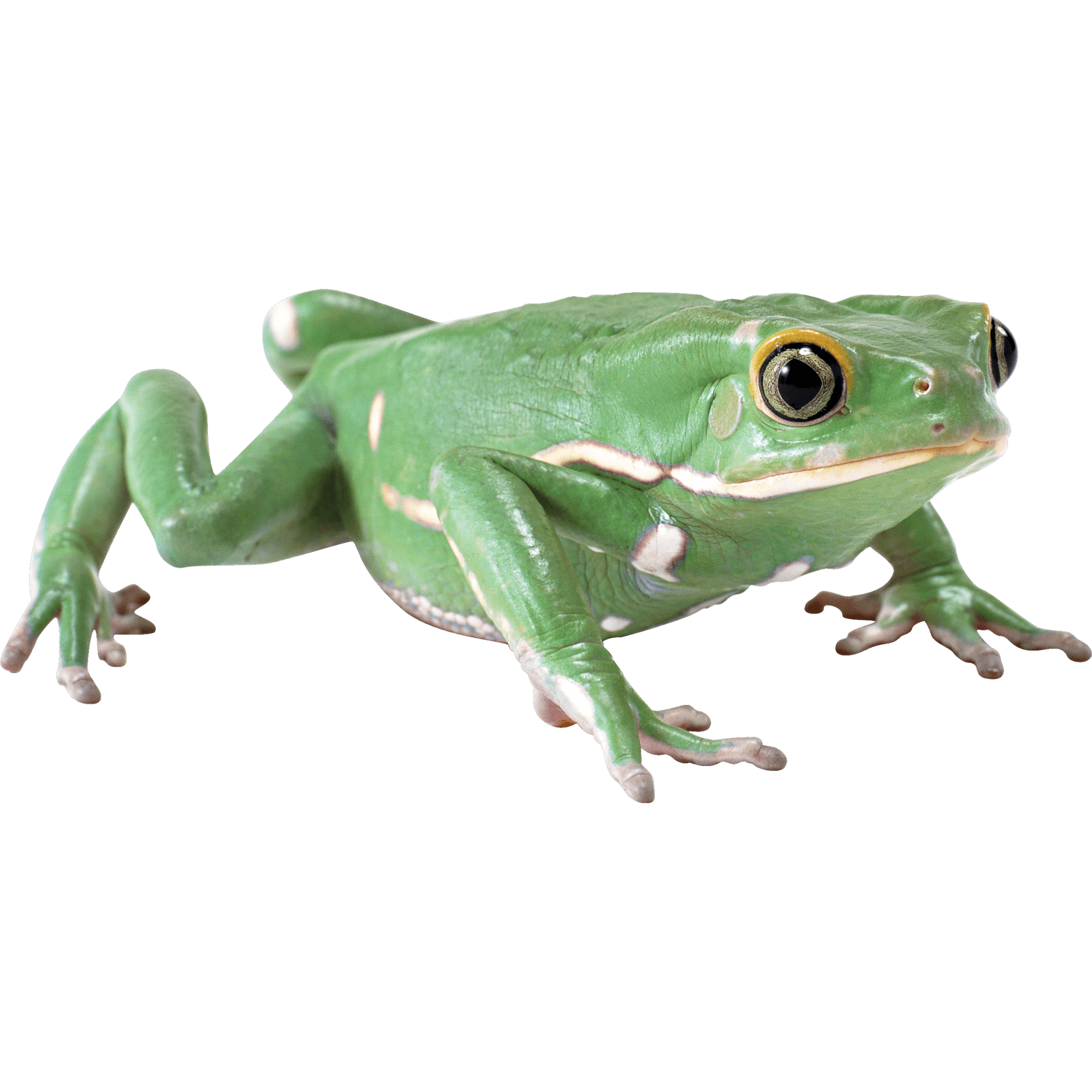 Green Frog  Transparent Photo