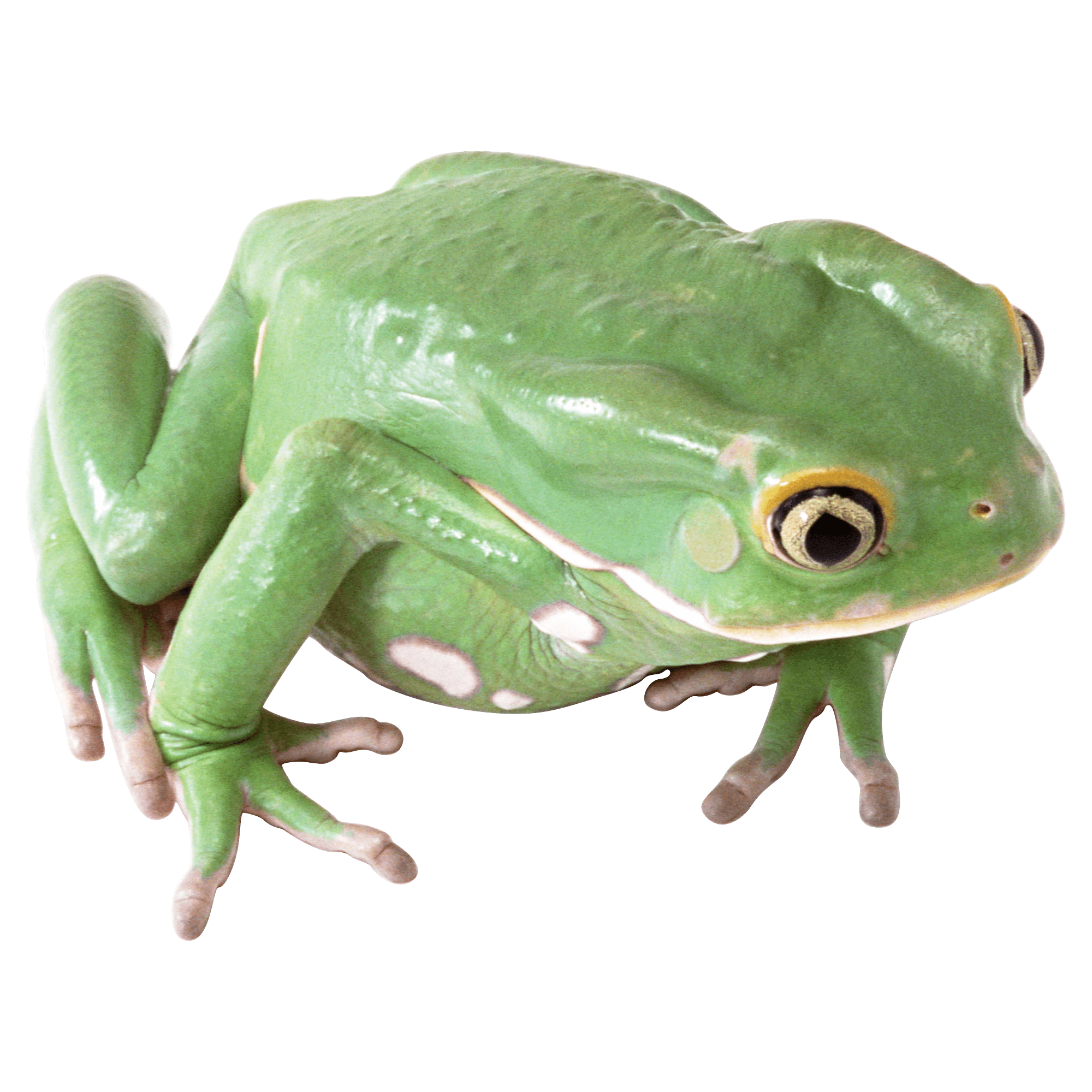 Green Frog Transparent Picture
