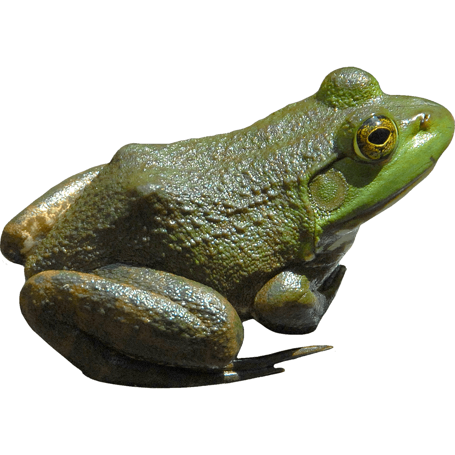 Green Frog  Transparent Clipart