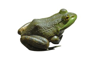 Green Frog PNG
